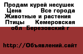 Продам курей несушек › Цена ­ 350 - Все города Животные и растения » Птицы   . Кемеровская обл.,Березовский г.